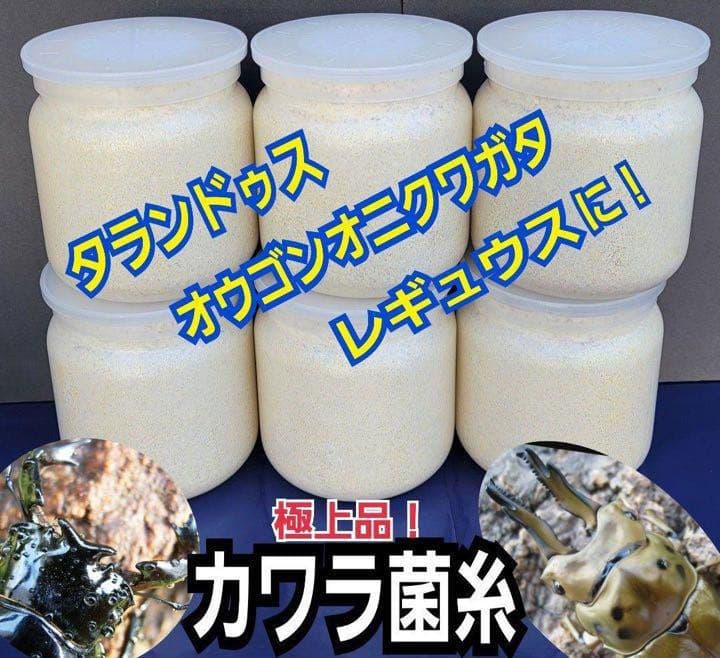 極上！カワラタケ菌糸瓶【5本】特殊アミノ酸強化配合！タランドゥス・オウゴンオニに