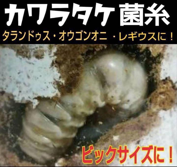 極上！カワラタケ菌糸瓶【5本】特殊アミノ酸強化配合！タランドゥス・オウゴンオニに