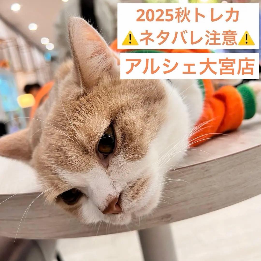 猫カフェmocha にゃんずトレカ　秋のおさんぽ　アルシェ大宮店