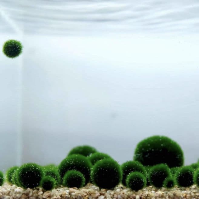 国産マリモ 約１cm 100個 癒しのマリモ無農薬