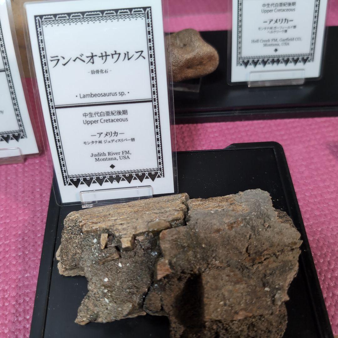 本物　ランベオサウルス　助骨化石　143グラム　ラベル付き