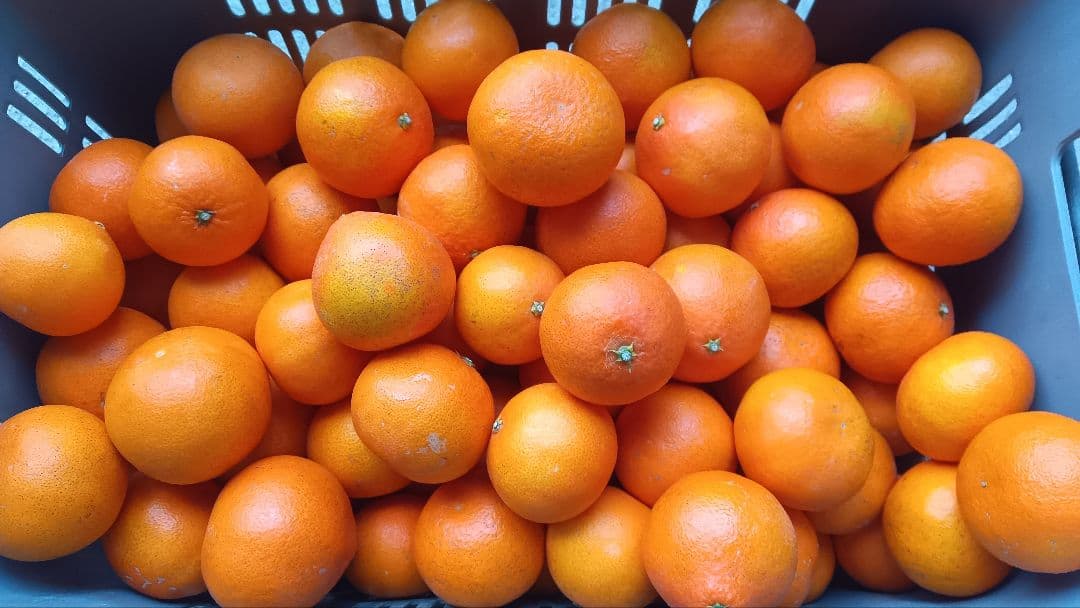 愛媛県中島産天草 20kg B級品