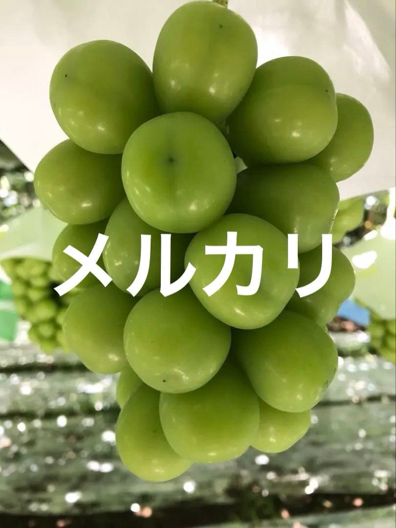 終了 悪魔のぶどう 山梨県産プレミアムシャインマスカット2房