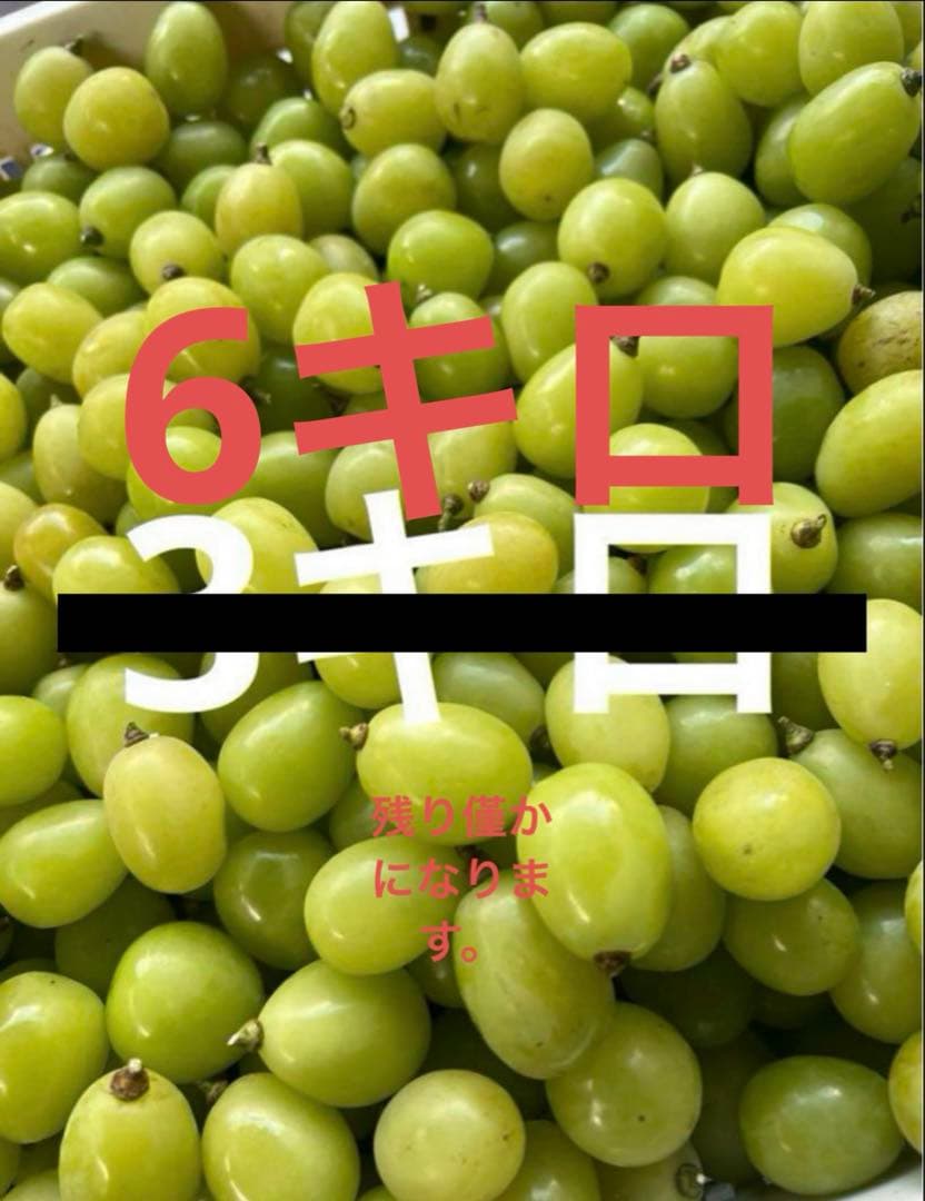 丸松錦鯉 6kg