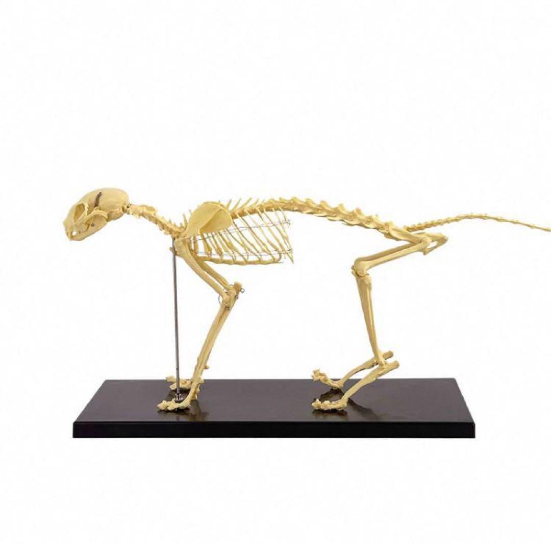 R*o様 猫全身骨格模型 解剖学標本 W47×L23×H32cm