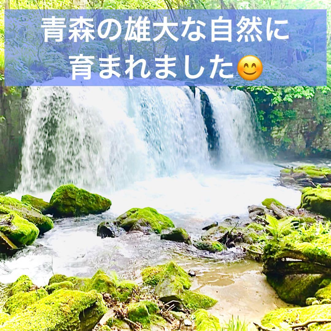 タネ にんにく 消毒済み Mサイズ 青森県産 福地ホワイト六片 種用ニンニク