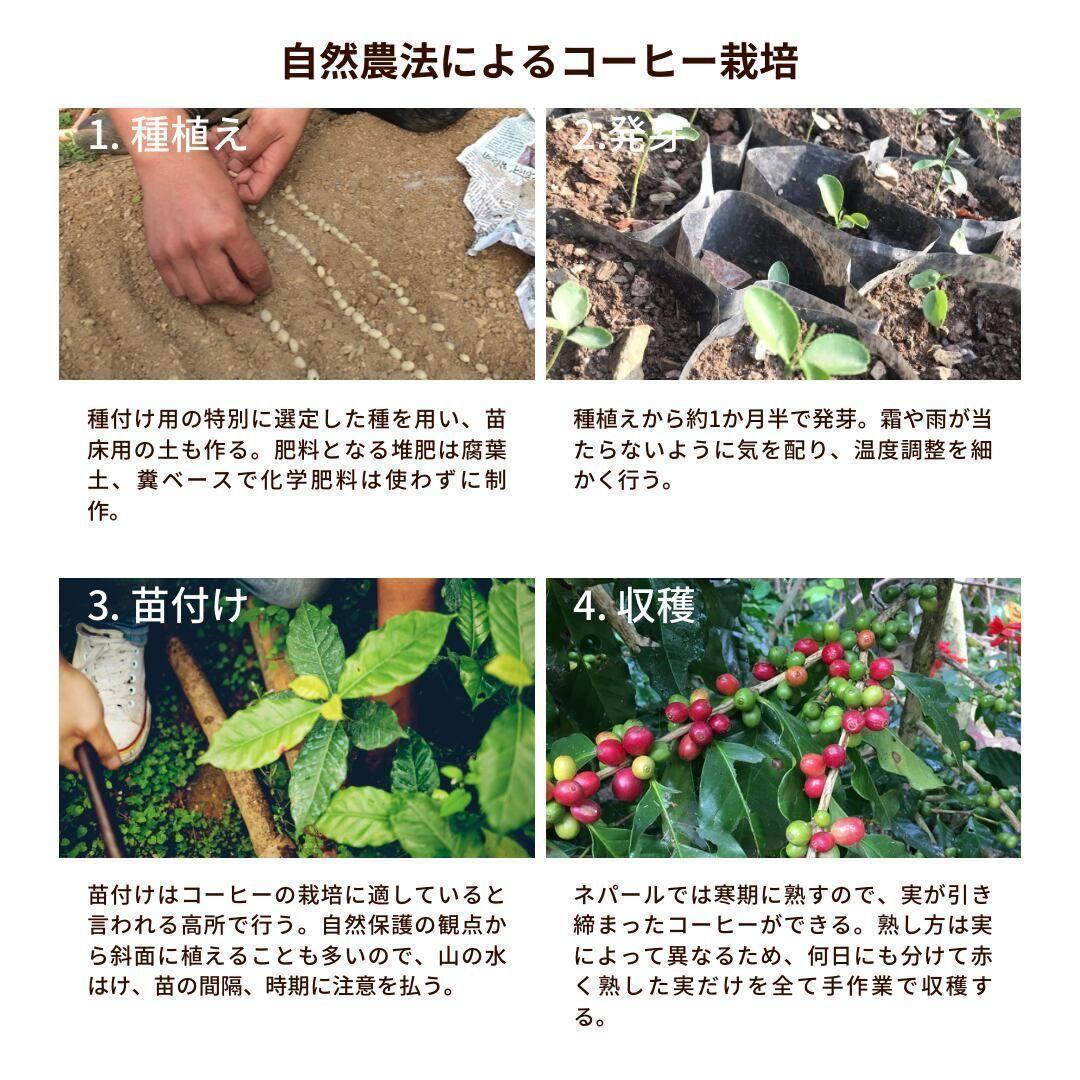 ☆オーガニックコーヒー ダーク フェアトレード 1kg 粉 コーヒー豆 ネパール