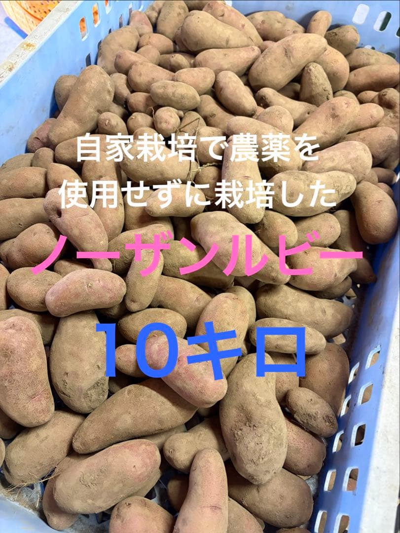 自家栽培で農薬を使用せずに栽培したノーザンルビー10キロ