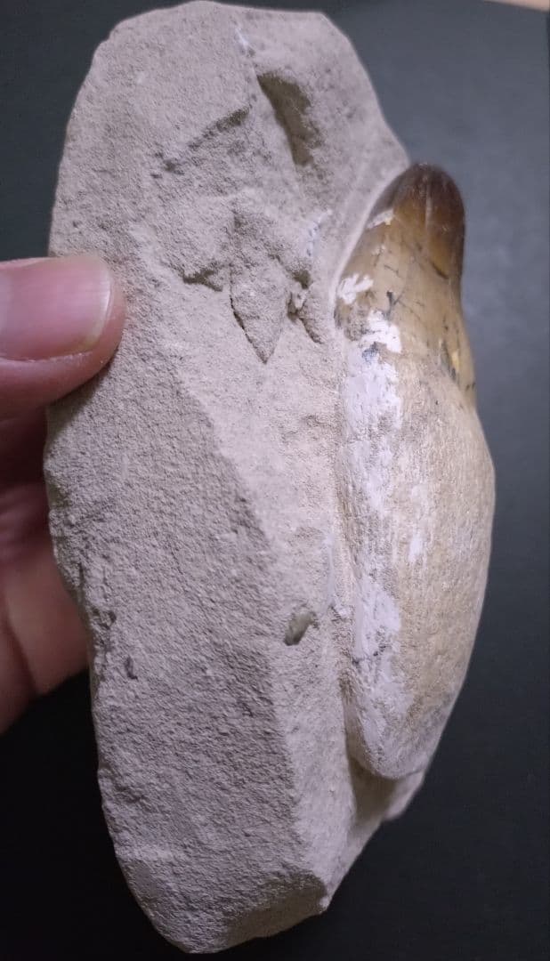 モロッコ産モササウルスの歯歯根と母岩付　プログナソドン ギガンデス
