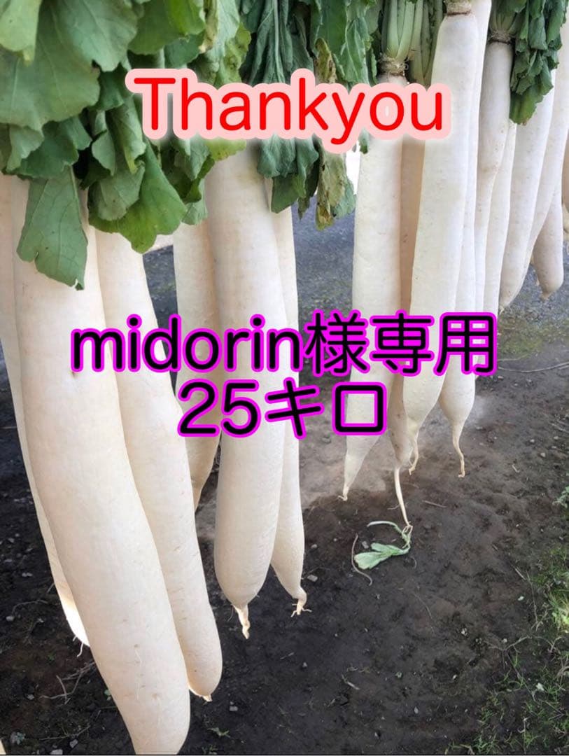 midorin 25キロ