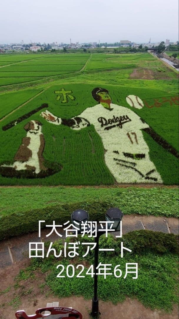 秋新蜜　日本蜜蜂の百花蜜　１年熟成　550ｇ✕4本（2.2kg）