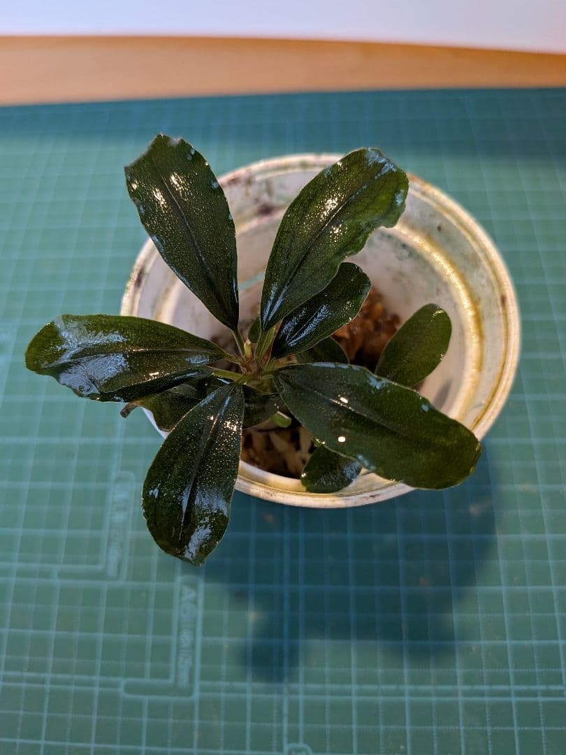 くぅ