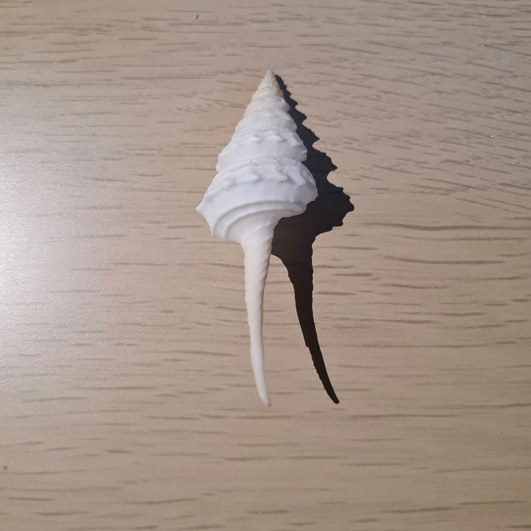 貝殻 Coluzea Juliae