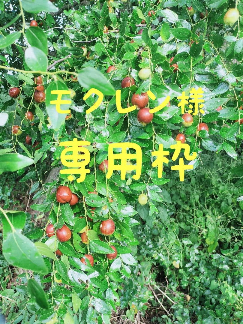 モクレン枠