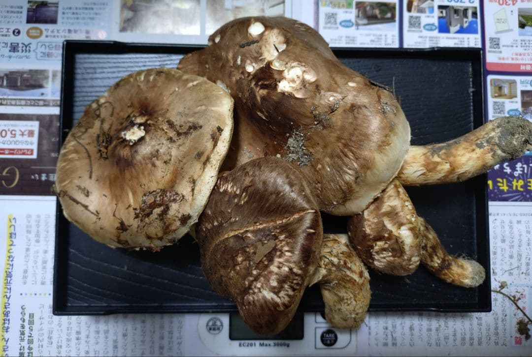 長野県産　南信州産　松茸　330g