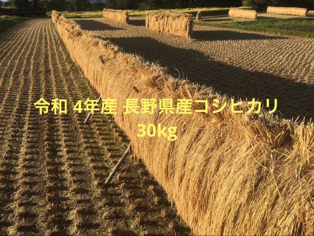 お米 30k ④