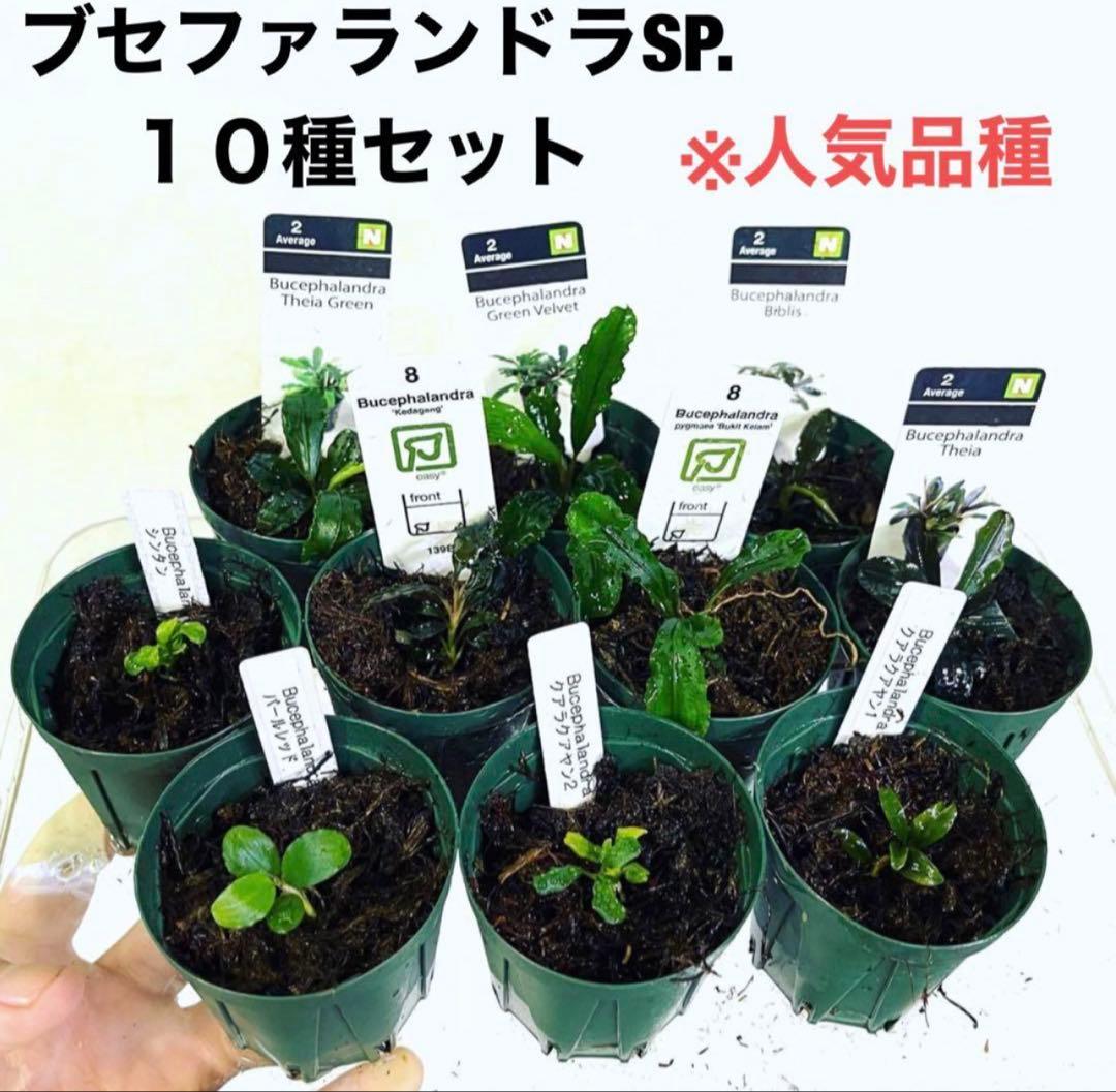 ◆特◆ブセファランドラSP.よりどり12セット（良株） #ブセさかな屋 クダカン
