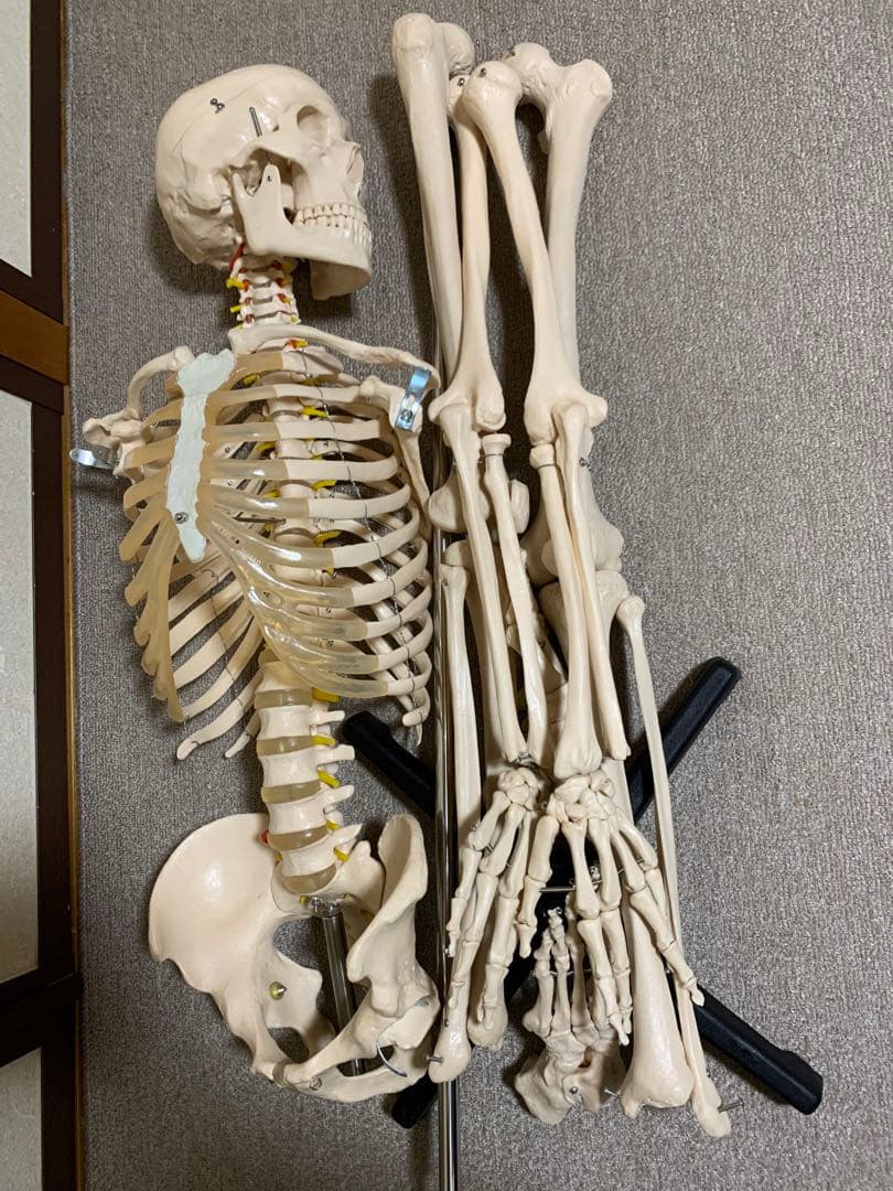 人体模型 可動式170cm スタンド付き