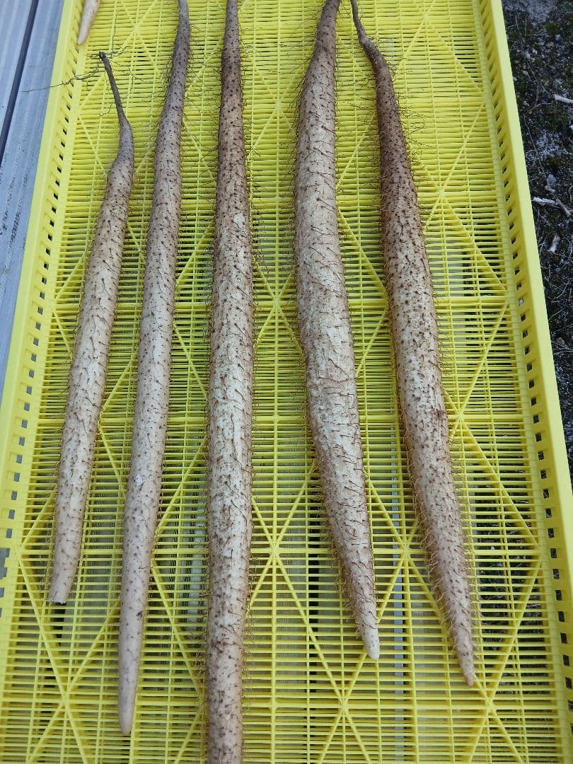 信州産　自然薯4キロ