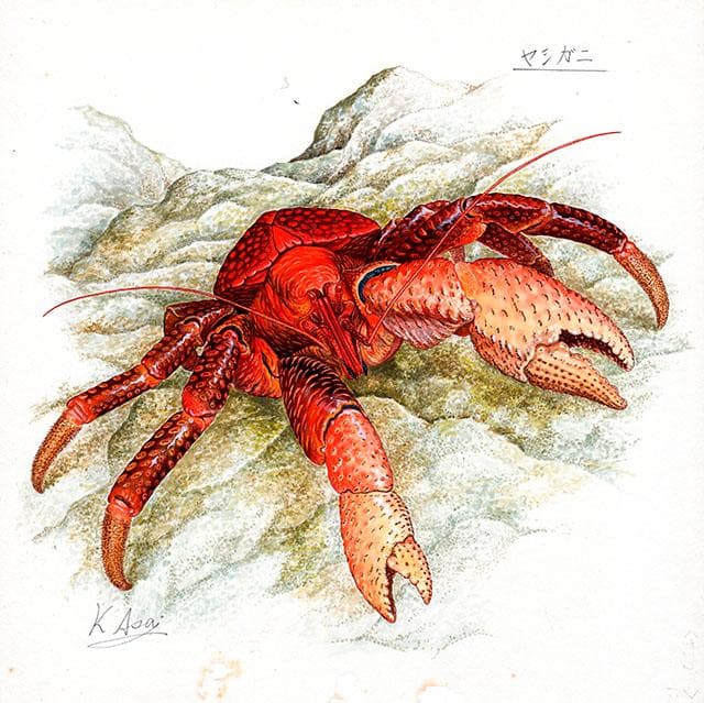 生物細密画（水彩）「ヤシガニ」