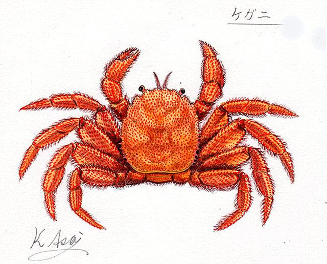 生物細密画（水彩）「ケガニ」