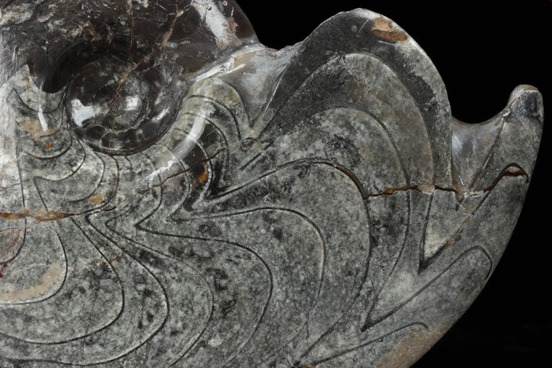 天然アンモナイト化石 重量2.8kg 古生物標本 化石標本 古代海洋生物 鑑賞石