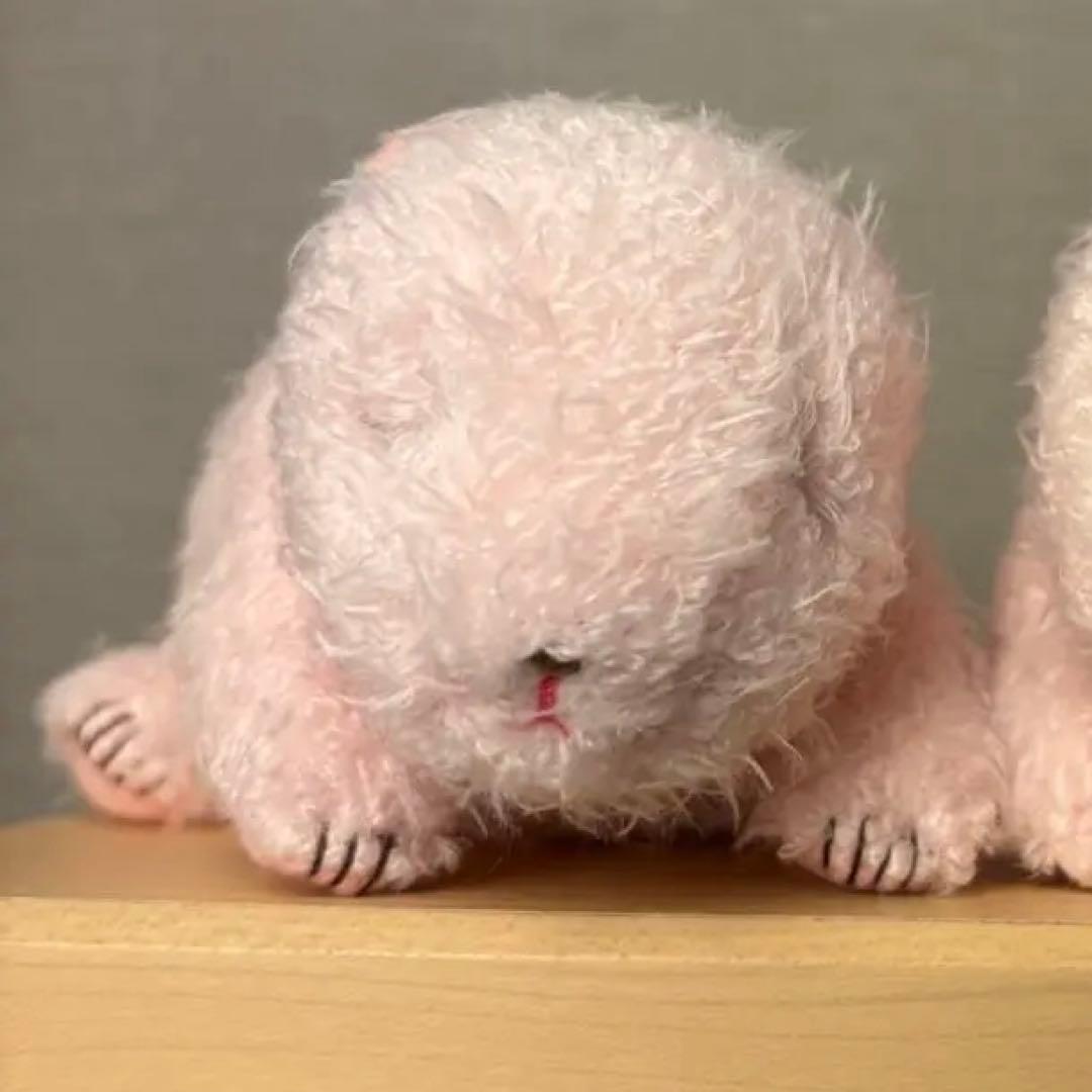 上野動物園　ほんとうの大きさのパンダの仔　シャオシャオ　レイレイ　暁暁　蕾蕾