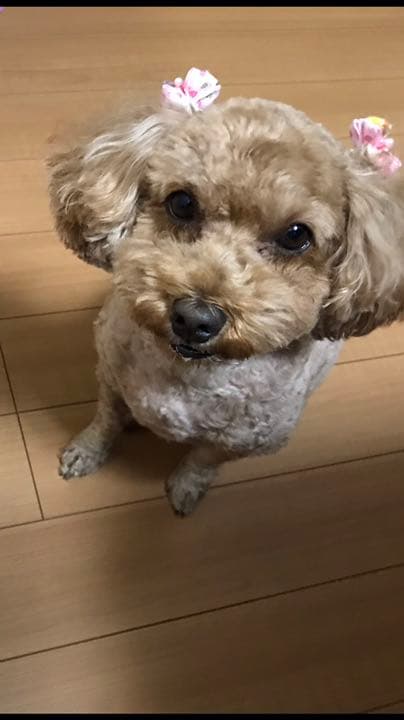 猫のひげ様
