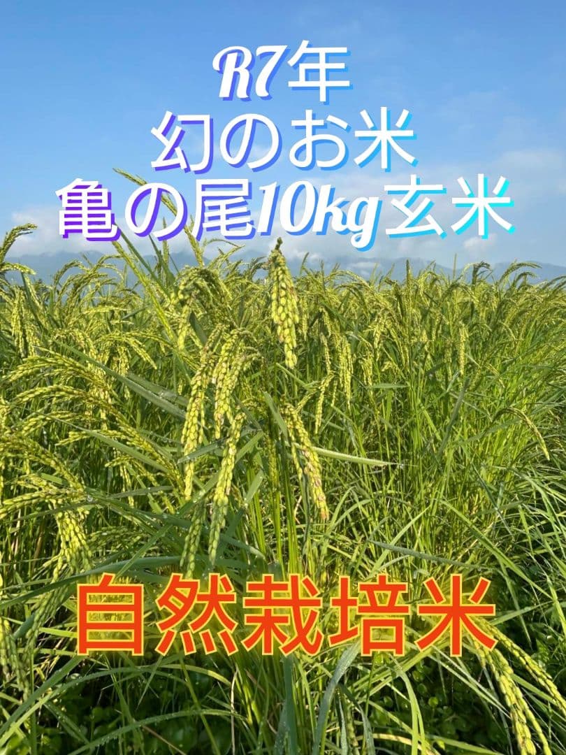 令和7年 自然栽培米 亀の尾10kg玄米