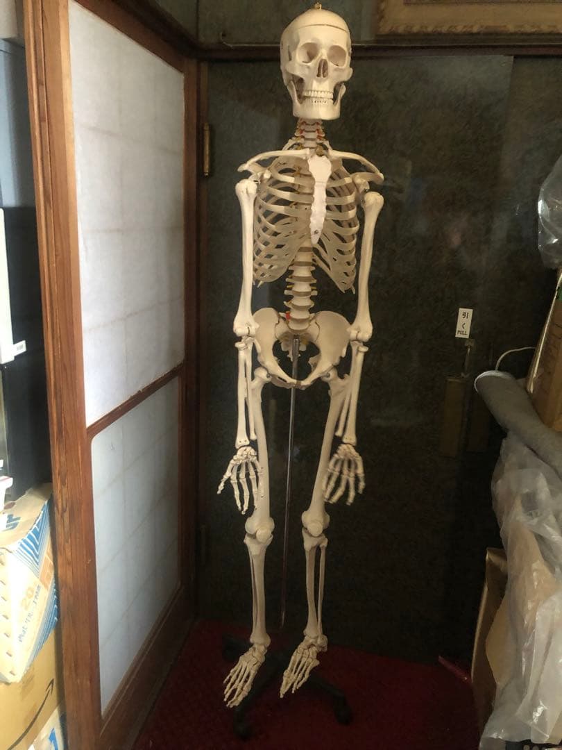 人体骨格模型 骨格模型 可動関節 全高約180cm
