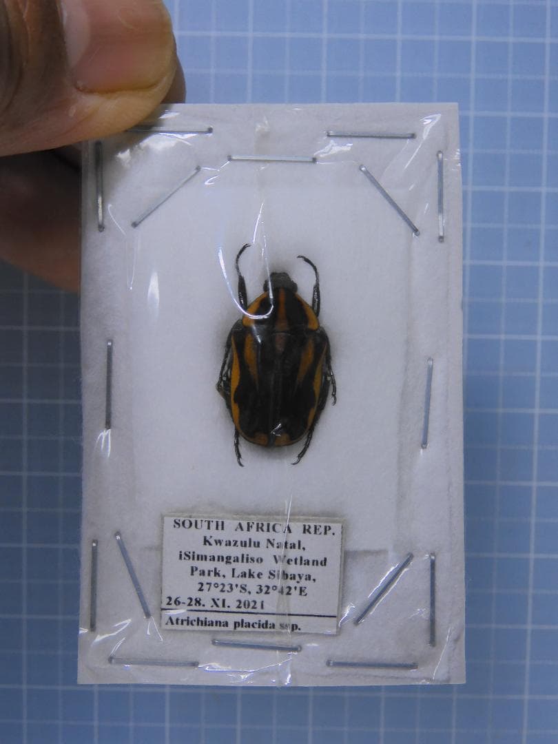 標本 RSA Atrichiana placida 18mm