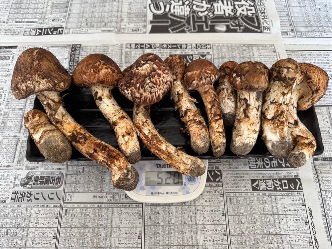 松茸　北海道　500g 訳あり　②　国産