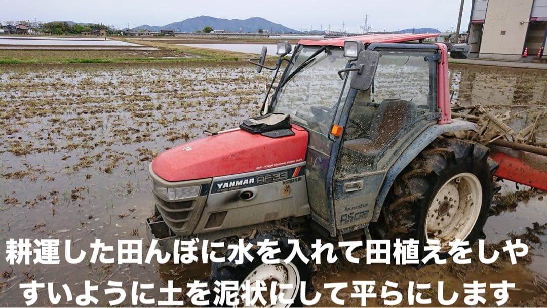 R7年産特別栽培 新潟の高級米 新之助 30㌔ 玄米 田植え後農薬は除草剤のみ