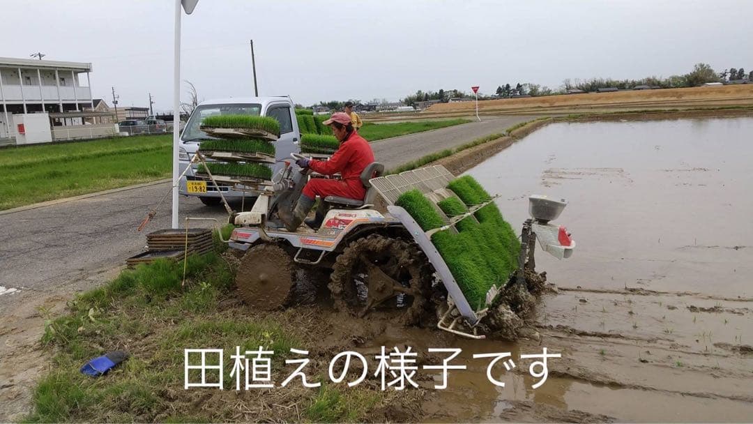 R7年産特別栽培 新潟の高級米 新之助 30㌔ 玄米 田植え後農薬は除草剤のみ