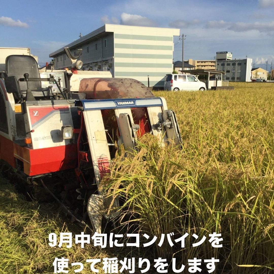 R7年産特別栽培 新潟の高級米 新之助 30㌔ 玄米 田植え後農薬は除草剤のみ