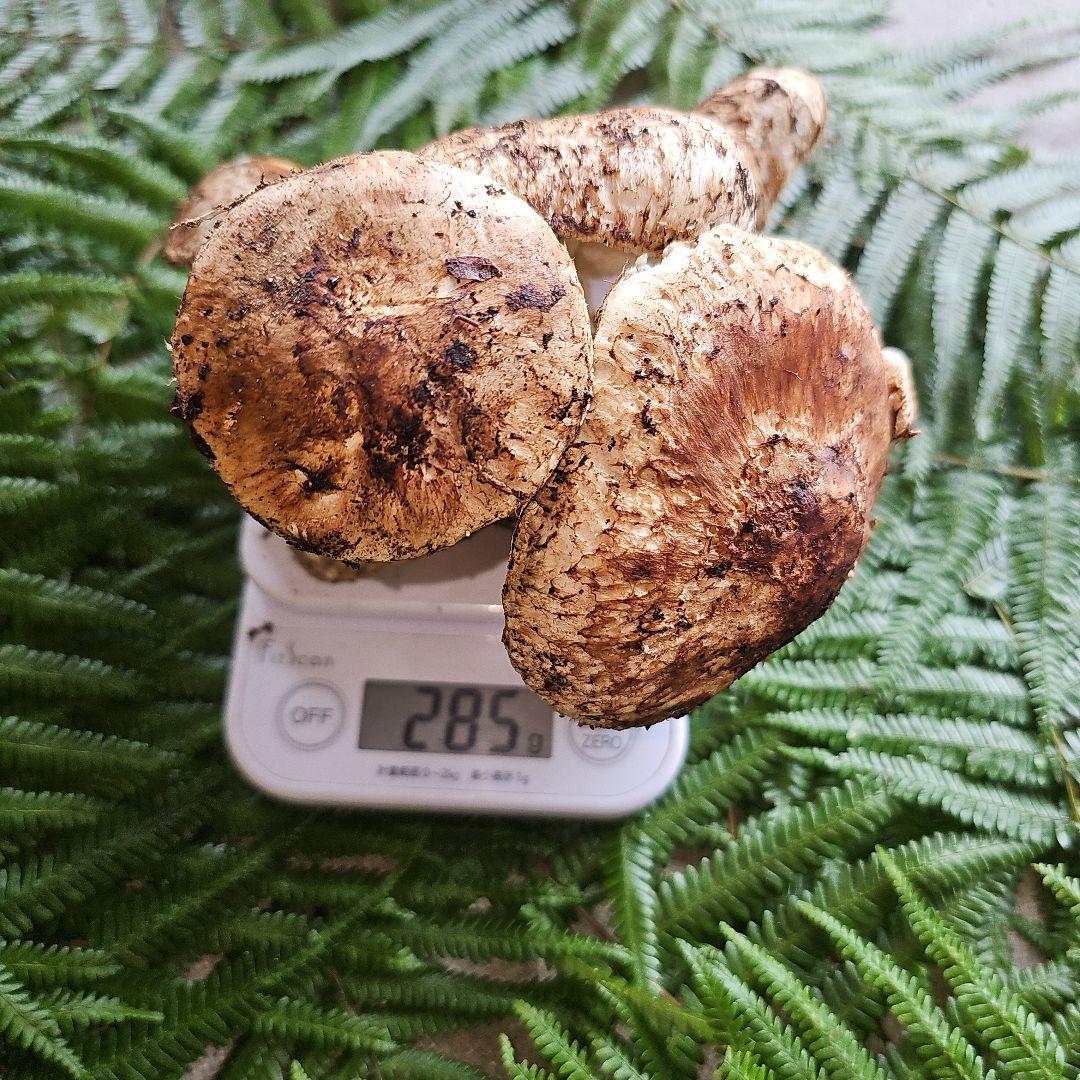広島県産 松茸 285g