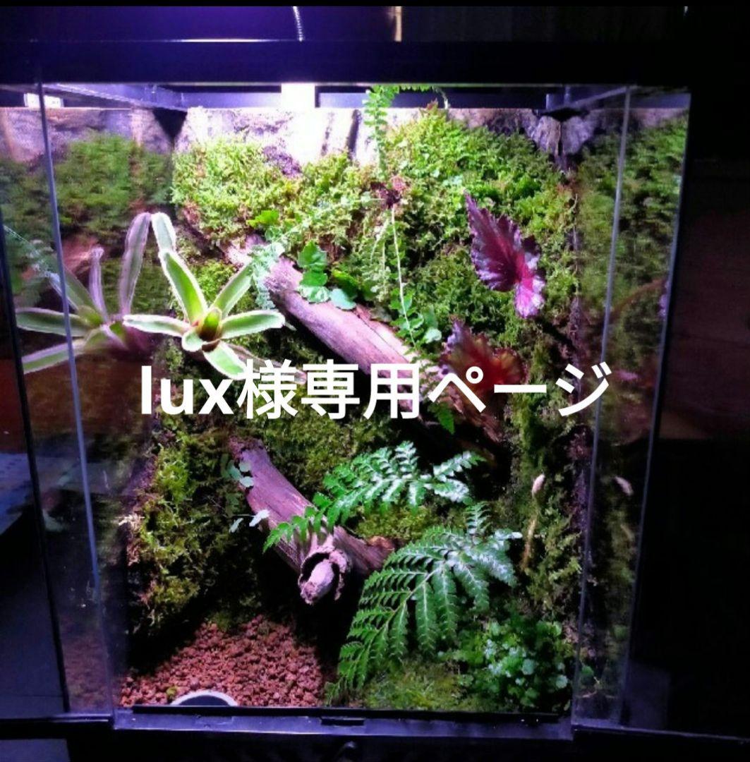 luxページ