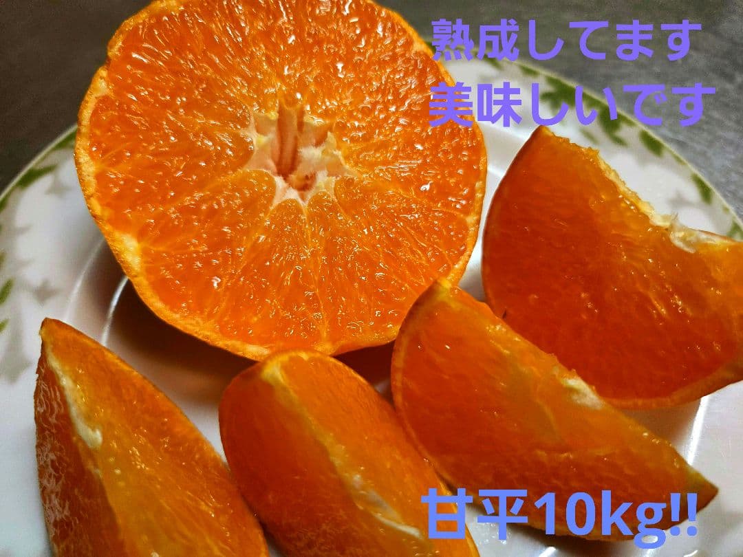甘平10キロ　愛媛　中島産