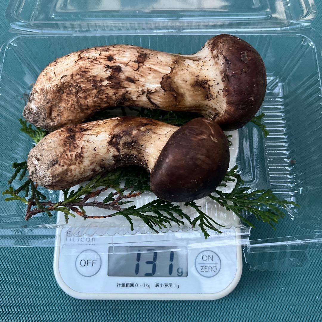 気仙沼産松茸