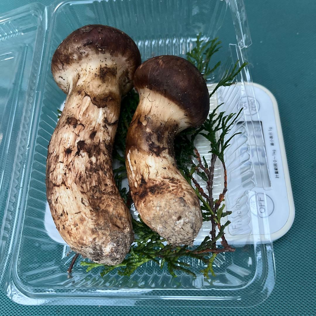 気仙沼産松茸