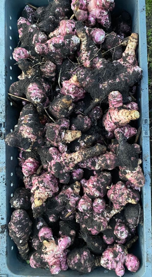 HH　青森県産 紫菊芋《約25kg・土付》 農薬不使用・有機肥料栽培