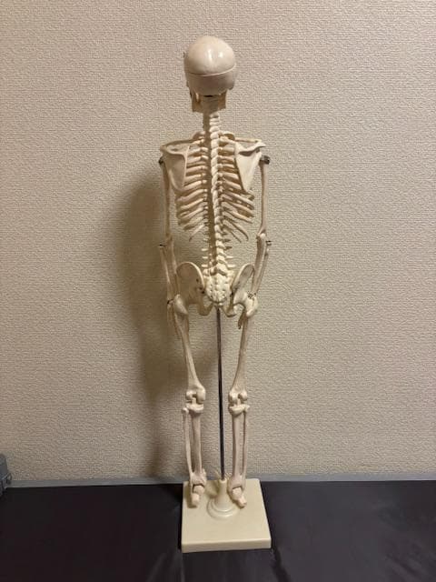 美品★人体骨格模型　80cm　1/2サイズ 骸骨