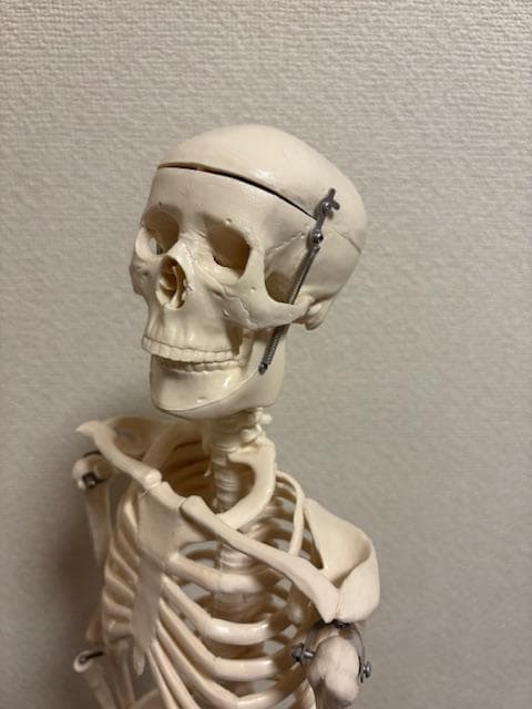 美品★人体骨格模型　80cm　1/2サイズ 骸骨