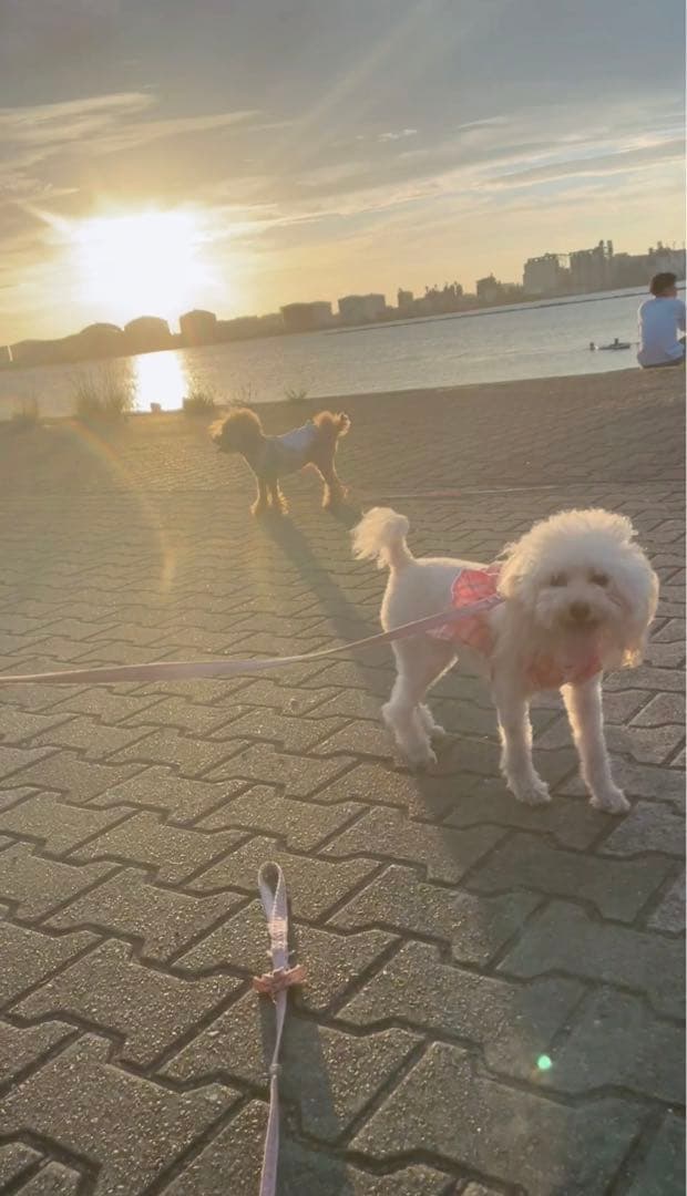 確認ページ