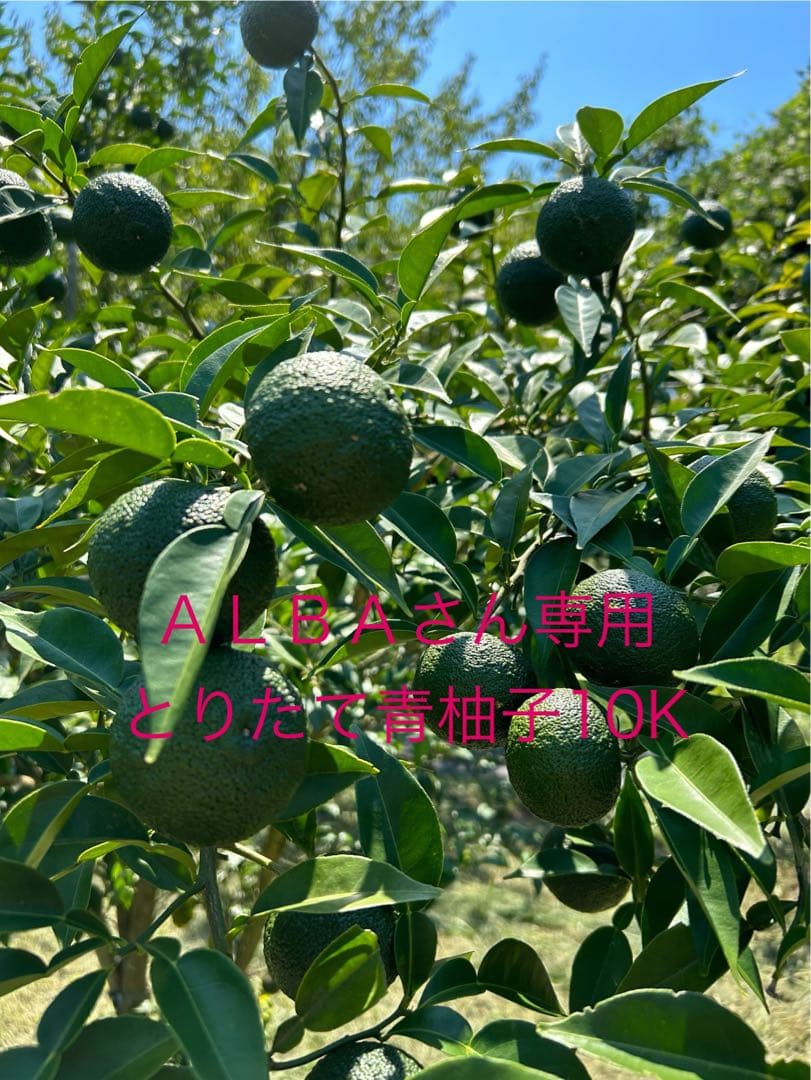 青柚子 10k