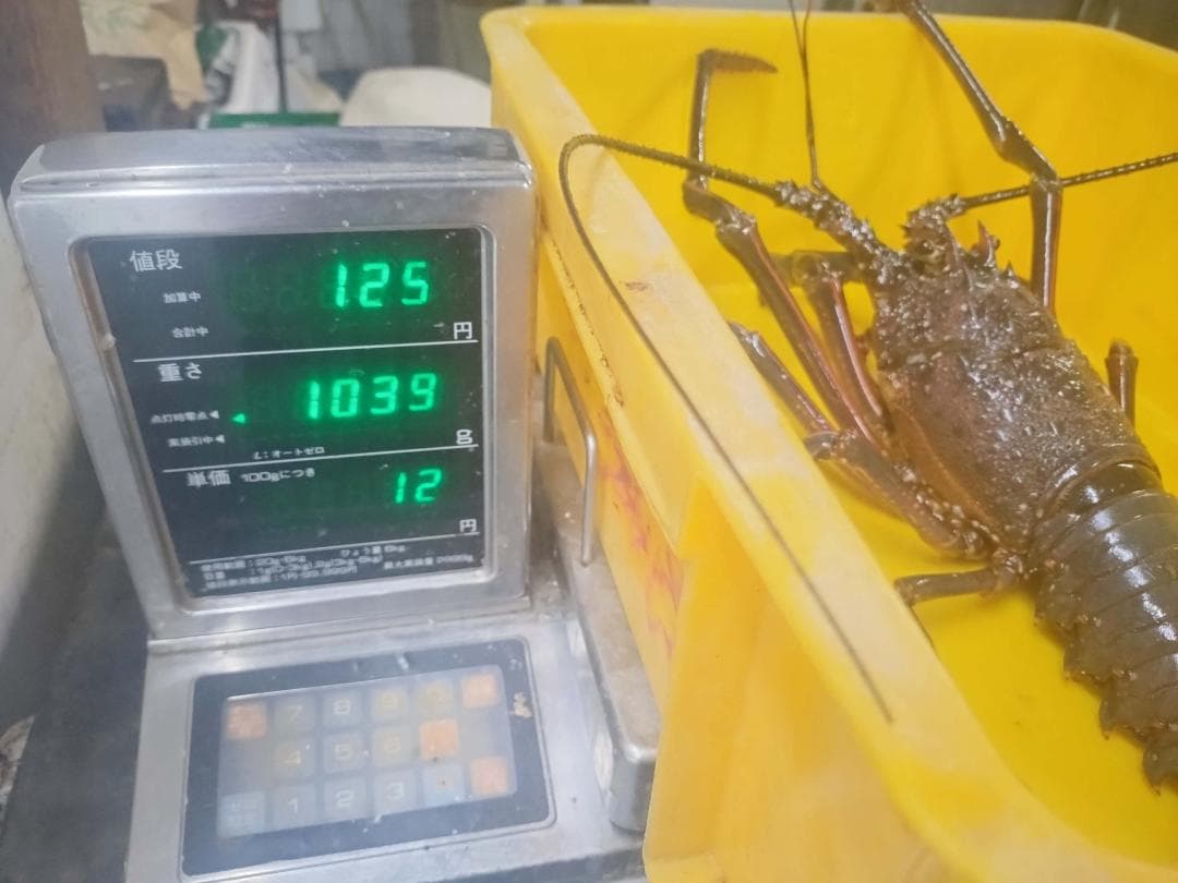 和歌山県産 活　伊勢海老　1キロ