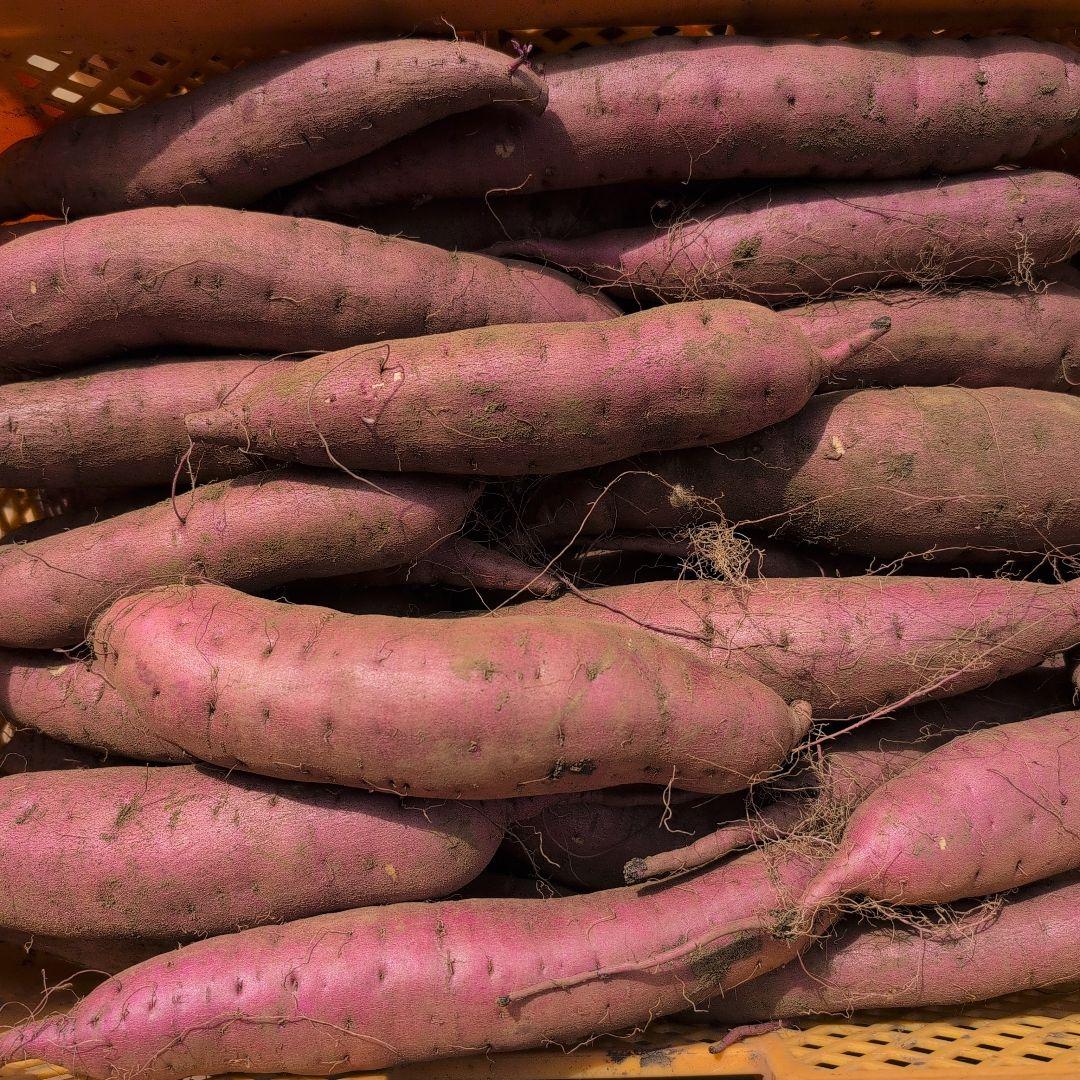 いっぽ　千葉県産　さつまいも　紅はるか　20キロ　優品　M.L