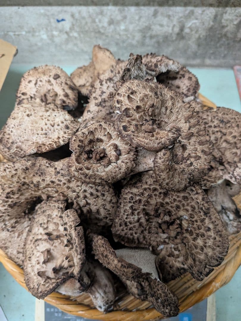 天然きのこ、香茸(コウタケ)1kg以上~