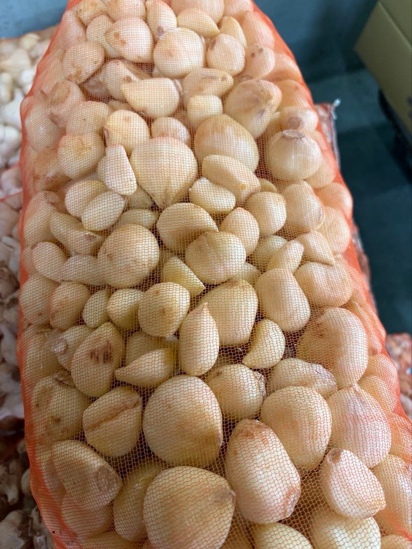 新物 青森県産 福地ホワイト六片 にんにく ムキ １０ｋｇ　大中