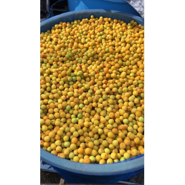 ☆農家直送！紀州南高梅 樽 10000g つぶれ梅 無添加 和歌山 紀州 白梅